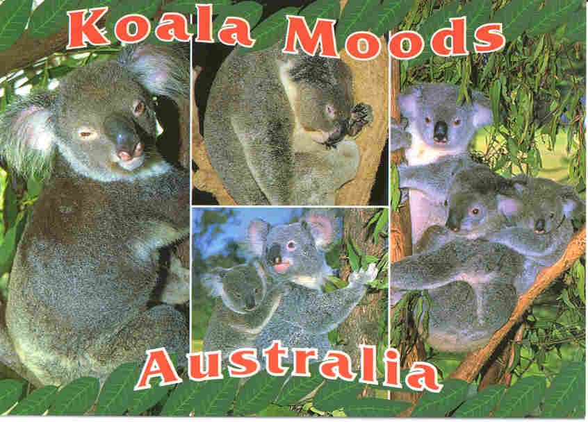 koalamood.jpg (45215 bytes)