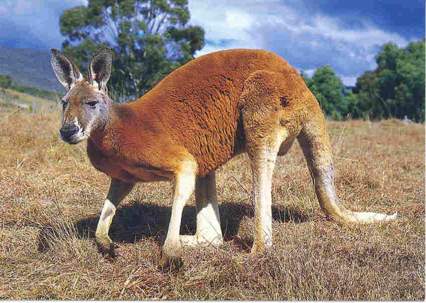 redkanga.jpg (50500 bytes)