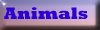 Animals Button