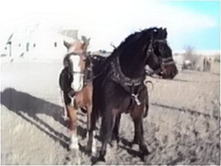 Cody And Duchess in Harness