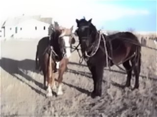 Cody and Duchess in Harness 2