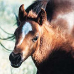 Welsh Pony and Cob Webring