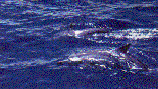 www.travelpuertogalera.com
Dolphins
(Courtesy of Municipality of Puerto Galera)