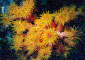 www.travelpuertogalera.com/Corals 5.tif