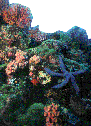www.travelpuertogalera.com/Corals 20.tif