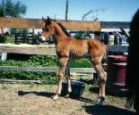 royalrosarita1.jpg (14877 bytes)