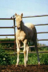 shezatuffcookie2.jpg (18100 bytes)