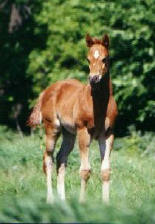 twigcolts2.jpg (20244 bytes)