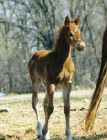 Tee Jay Bee A Delights Sorrel Colt