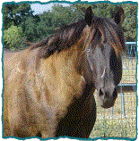 Watsup Mr - AQHA Smoky Black Stallion