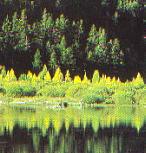 reflejoverde.jpg (10905 bytes)