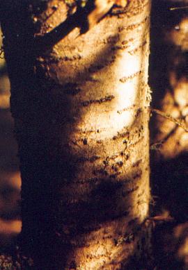 avet2G.jpg (24796 bytes)