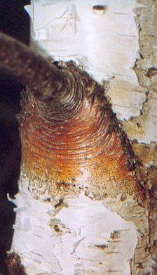 bedollG.jpg (22782 bytes)