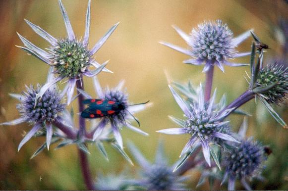 dol�orG.jpg (43732 bytes)