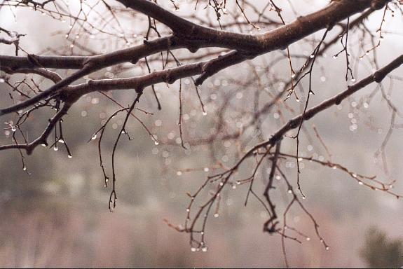 gotasG.jpg (43852 bytes)