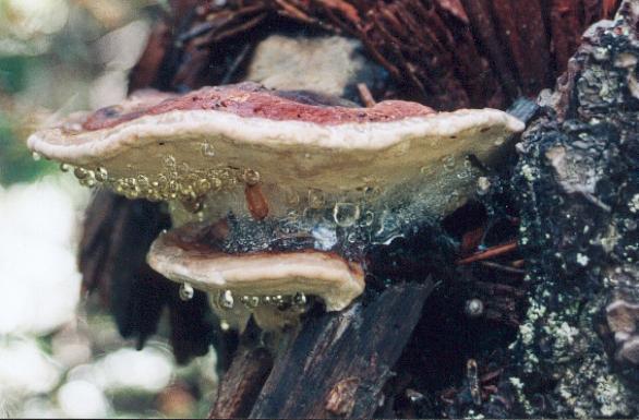 hongoG1.jpg (46498 bytes)