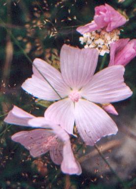 malvaG.jpg (23132 bytes)