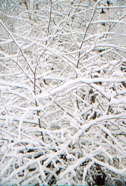 ramnieG.jpg (37816 bytes)