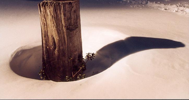 troncoG.jpg (37329 bytes)