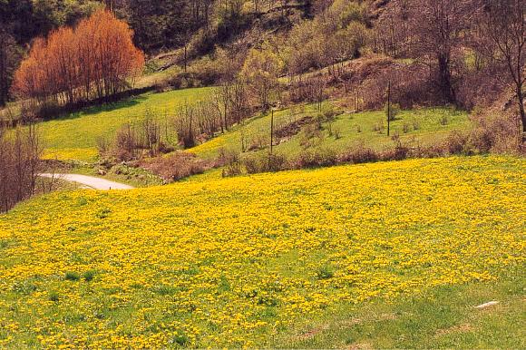 amarilloG.jpg (88916 bytes)