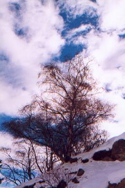 bedollnG.jpg (27207 bytes)