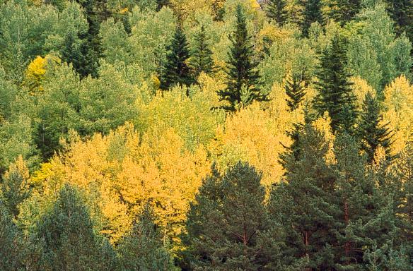 bosqueG.jpg (84803 bytes)