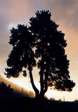 LlumG.jpg (21024 bytes)