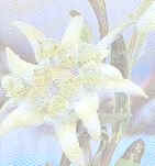 Edelweiss2.jpg (15730 bytes)