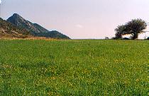 Venid.jpg (11347 bytes)