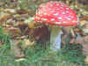amanita2_small.jpg (2358 bytes)