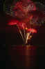 firewks2.jpg (39434 bytes)
