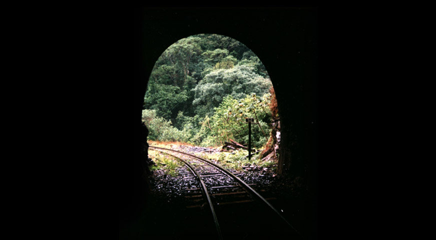 Plantas Medicinais e Arom&aacute;ticas