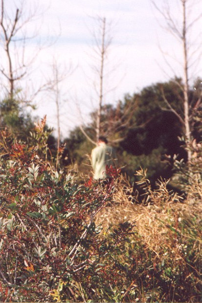 Wat ruist er door het struikgewas? Het is een ... gecamoufleerd dier