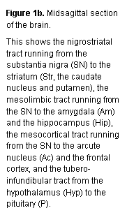 Tekstboks: Figure 1b. Midsagittal section of the brain. 
This shows the nigrostriatal tract running from the substantia nigra (SN) to the striatum (Str, the caudate nucleus and putamen), the mesolimbic tract running from the SN to the amygdala (Am) and the hippocampus (Hip), the mesocortical tract running from the SN to the arcute nucleus (Ac) and the frontal cortex, and the tubero-infundibular tract from the hypothalamus (Hyp) to the pituitary (P).

