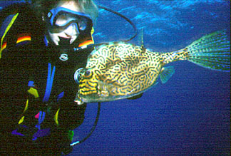 cowshanweb.jpg (40146 bytes)