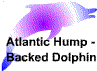 atlantichumpbut.gif (2709 bytes)