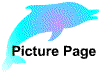 picturdolph.gif (2448 bytes)