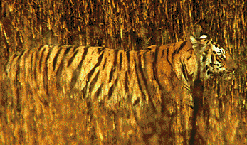 123.jpg (147254 bytes)