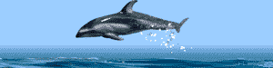 dolfincp.gif (12126 bytes)