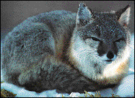 fox1.gif (82682 bytes)