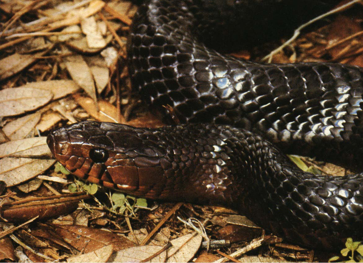 indigosnake.jpg (181129 bytes)