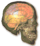 Anatomy and Physiology