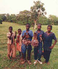 birdboys.jpg (14414 bytes)