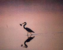 blueheron.jpg (4989 bytes)