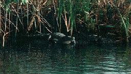 croc.jpg (12930 bytes)