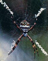spider1.jpg (10013 bytes)