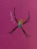 spider2.jpg (6350 bytes)