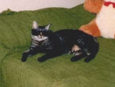 Kinky wearing sunglasses