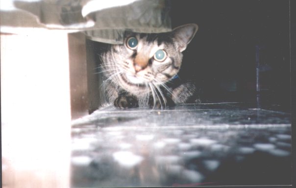 Kinky peeking from behind a curtain