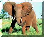 African_Elephant.gif (13892 bytes)